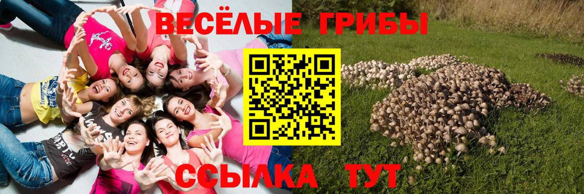 Галлюциногенные грибы Cubensis Кольчугино
